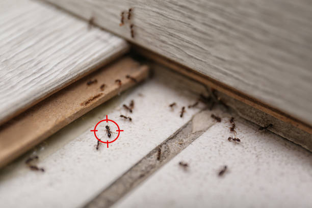 Best Flea Control Services  in Nashwauk, MN