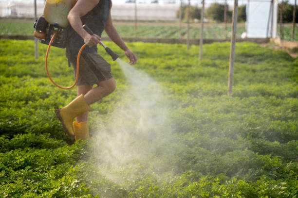 Best Local Pest Control Services  in Nashwauk, MN