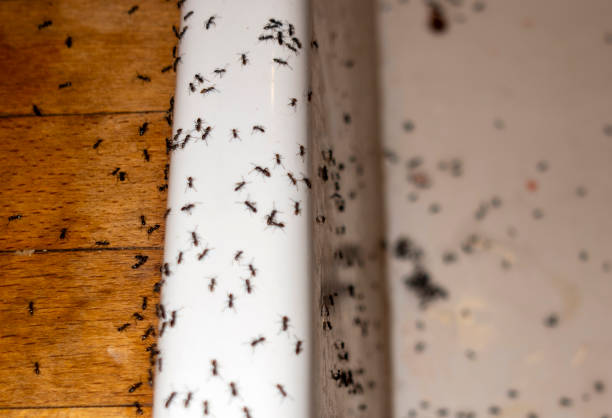 Best Wildlife Control Services  in Nashwauk, MN