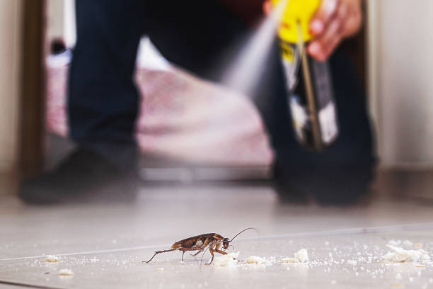 Best Pest Removal Services  in Nashwauk, MN